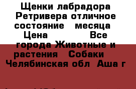 Щенки лабрадора Ретривера отличное состояние 2 месяца › Цена ­ 30 000 - Все города Животные и растения » Собаки   . Челябинская обл.,Аша г.